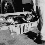 Ham, o chimpanzé, retorna à Terra após seu passeio histórico de 16 minutos pelo espaço em 1961.